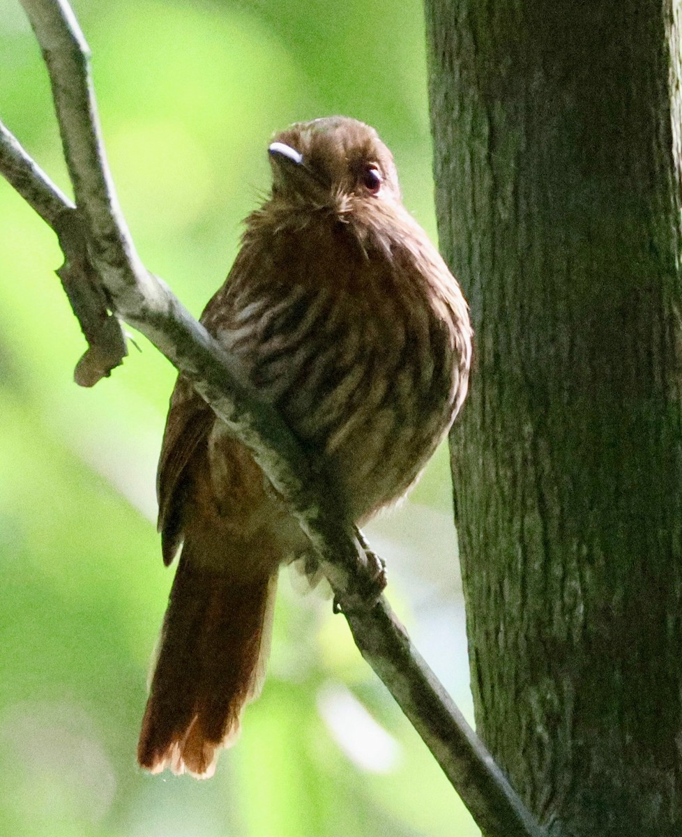 White-whiskered Puffbird - ML620268791