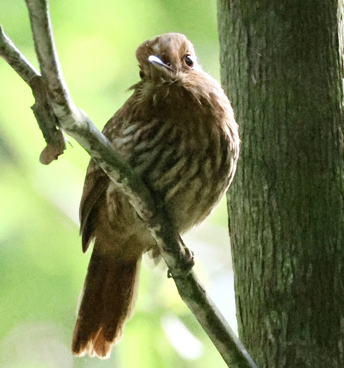 White-whiskered Puffbird - ML620268792