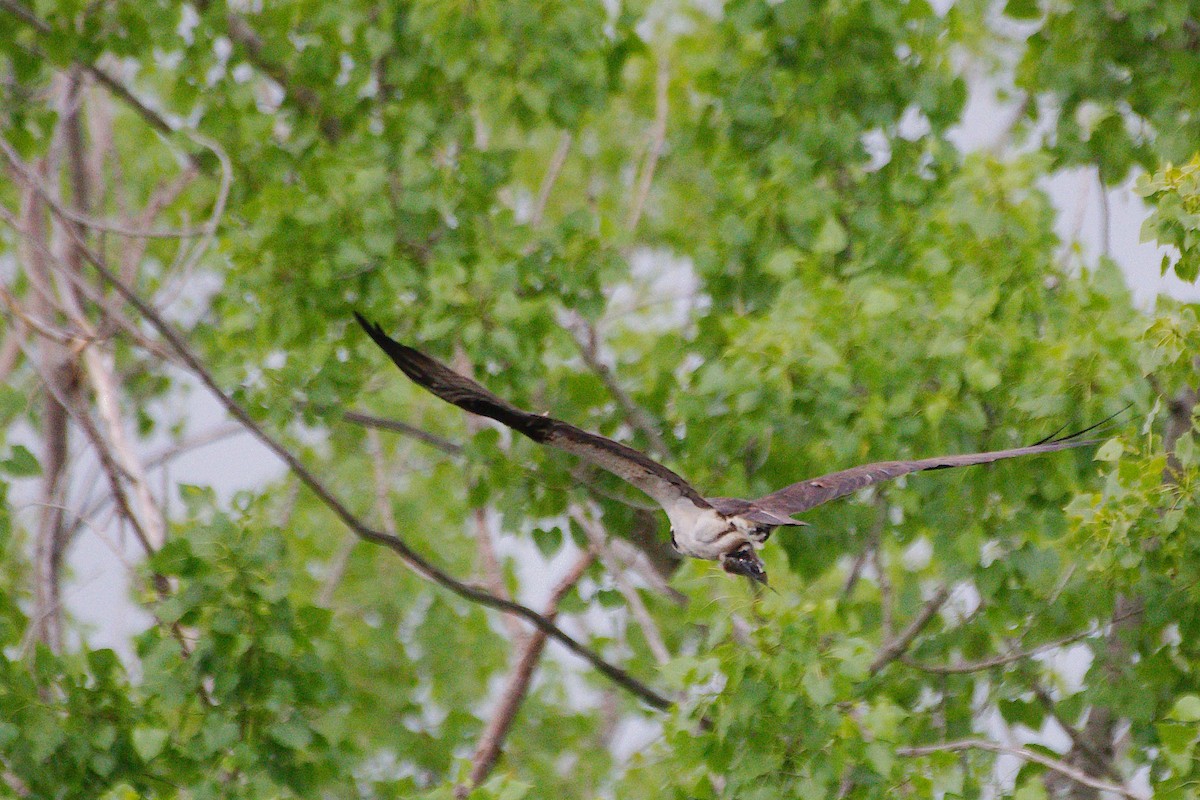 Balbuzard pêcheur - ML620268800