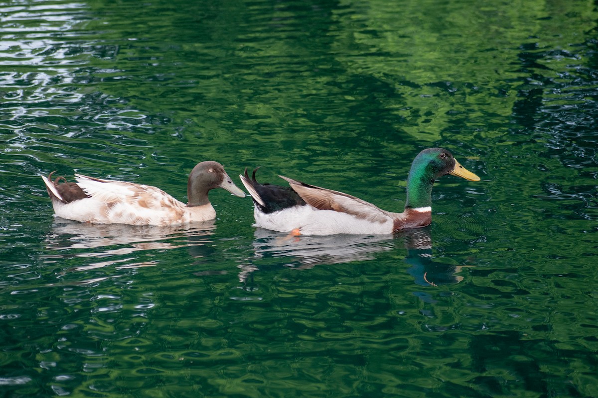 Mallard (Domestic type) - ML620268807