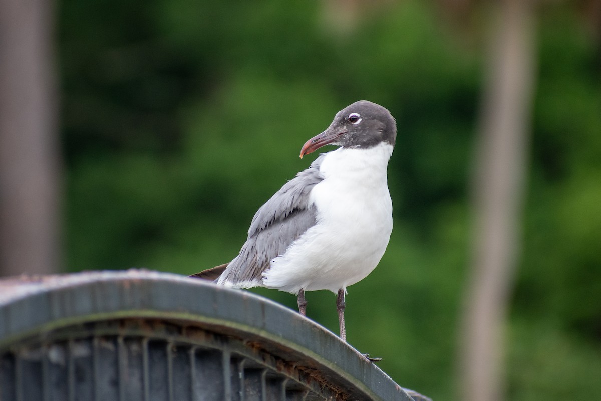 Laughing Gull - ML620268809