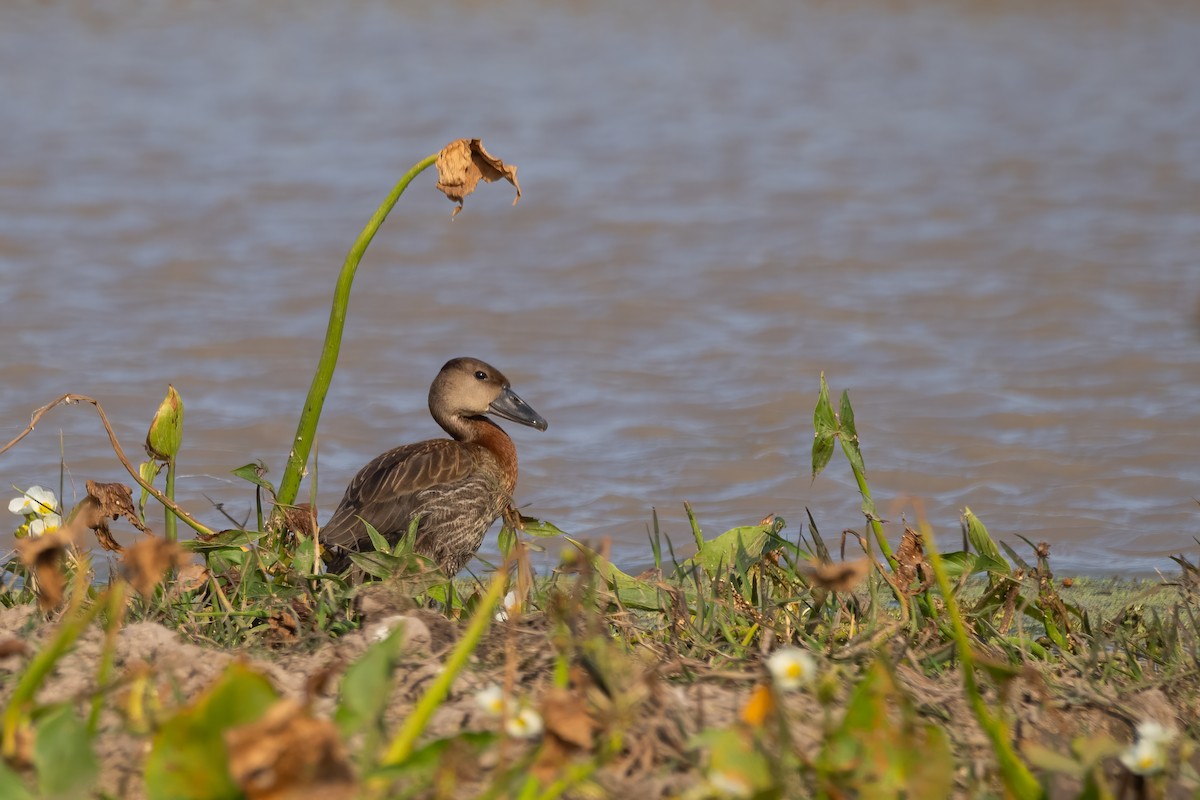 Dendrocygne veuf - ML620268812