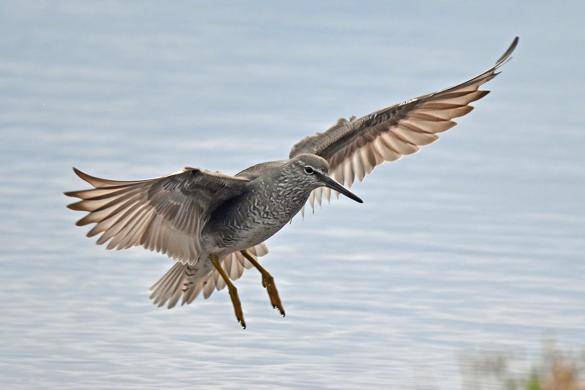 alaskavandresnipe - ML620268815