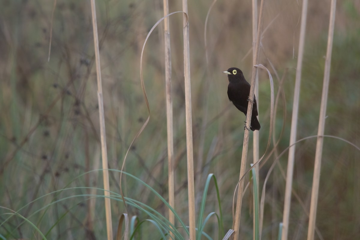 Spectacled Tyrant - ML620268819