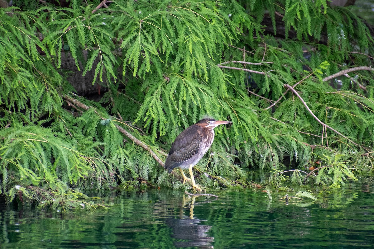 Green Heron - ML620268825