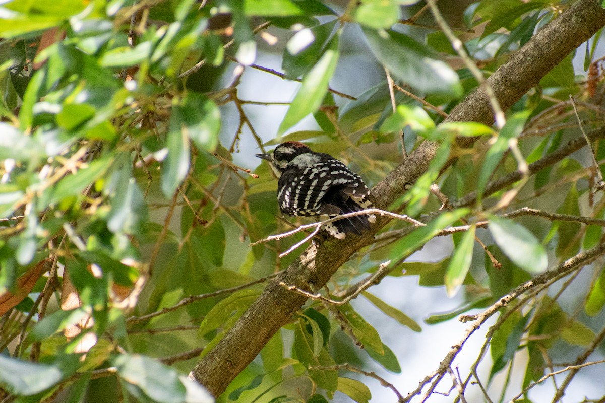 Downy Woodpecker - ML620268836