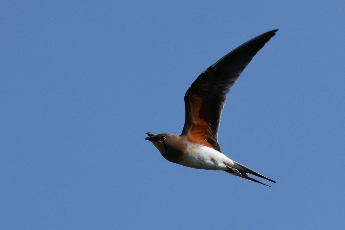 Collared Pratincole - ML620268849