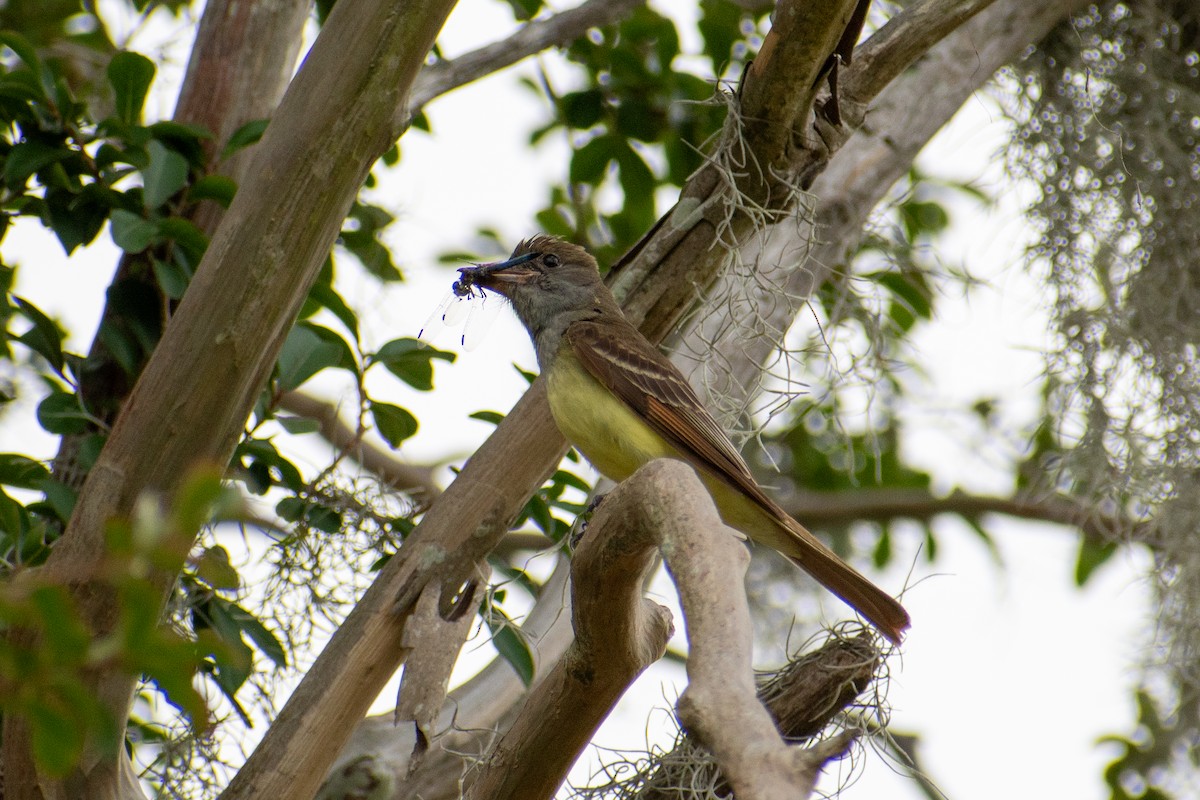 Great Crested Flycatcher - ML620268853