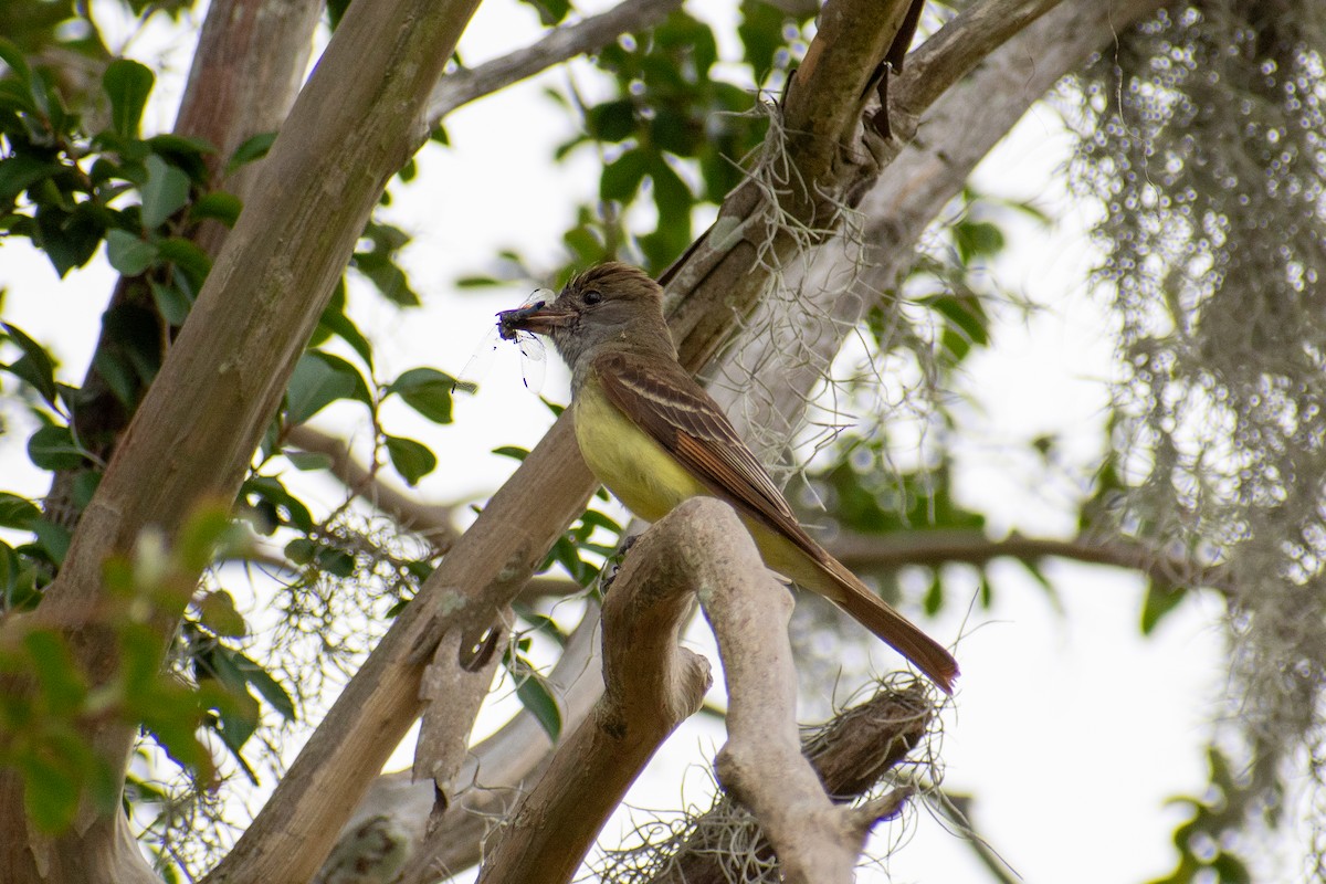 Great Crested Flycatcher - ML620268856