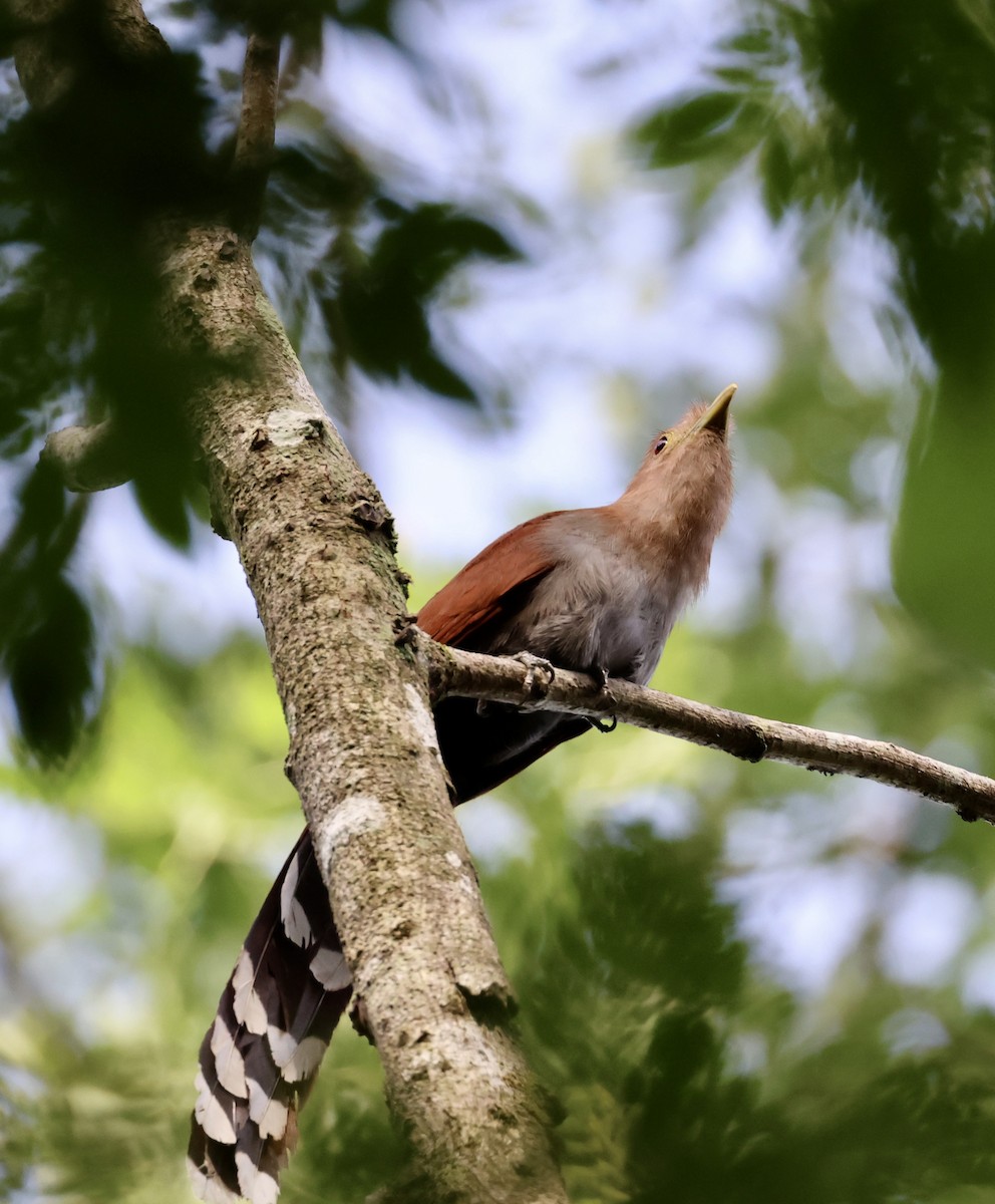 Squirrel Cuckoo - ML620268868