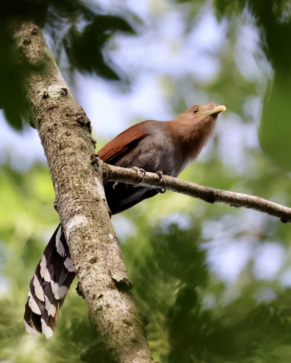 Squirrel Cuckoo - ML620268869