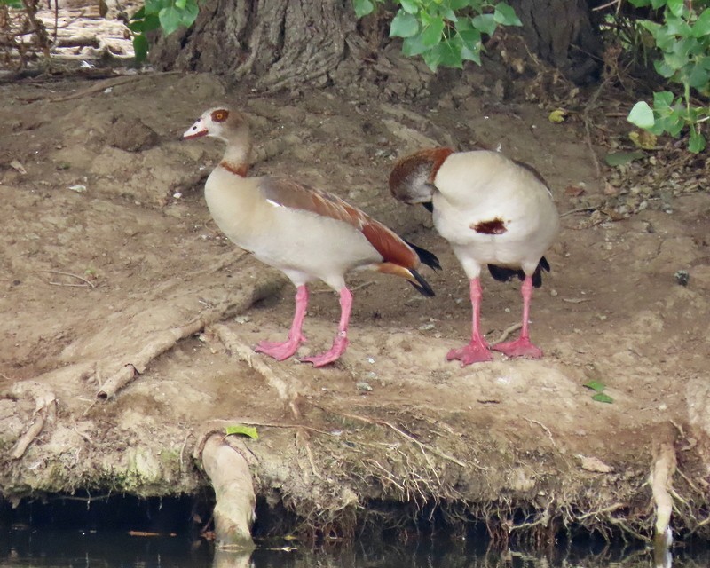 Egyptian Goose - ML620268870