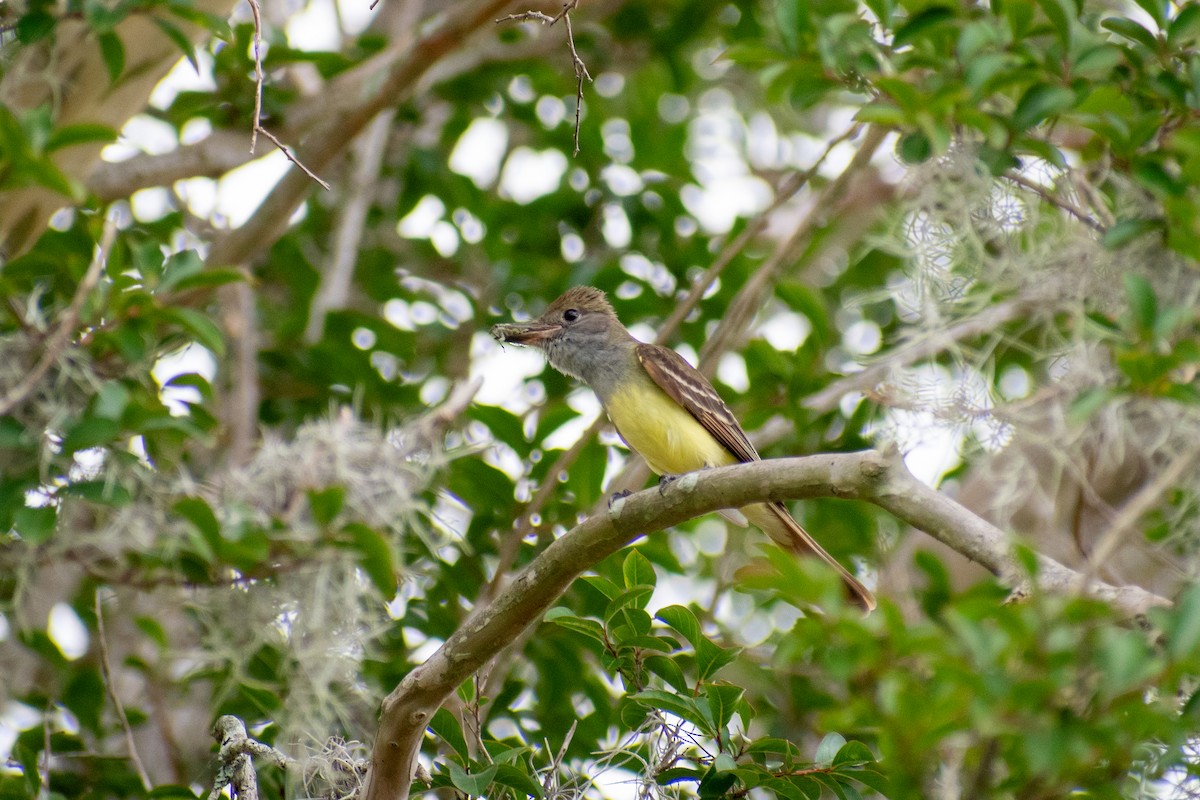 Great Crested Flycatcher - ML620268871