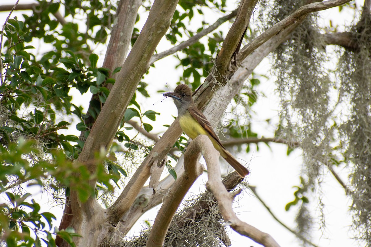 Great Crested Flycatcher - ML620268872