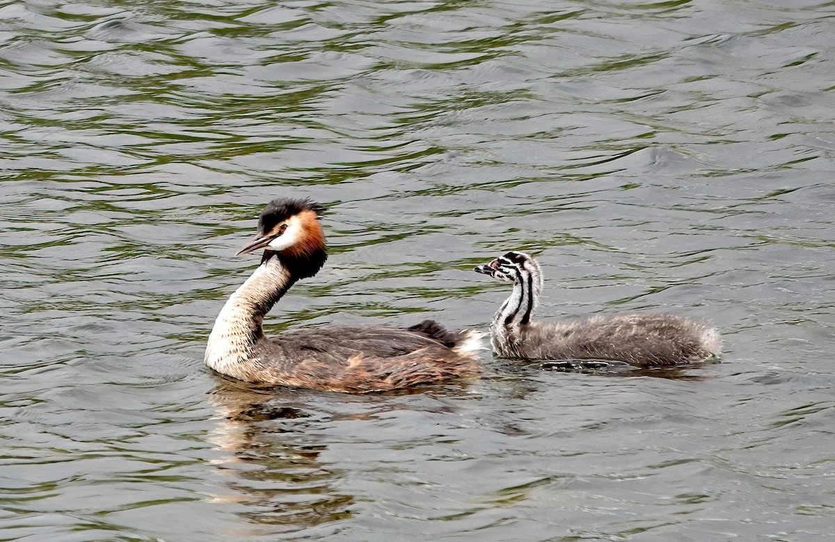 Great Crested Grebe - ML620268876