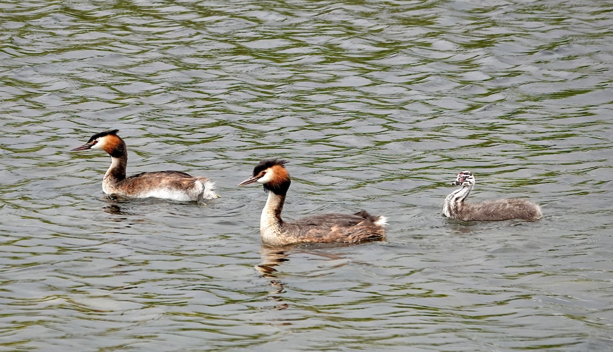 Great Crested Grebe - ML620268877