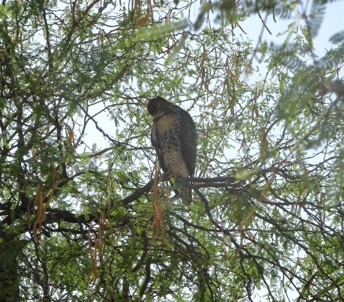 Red-tailed Hawk - ML620268881