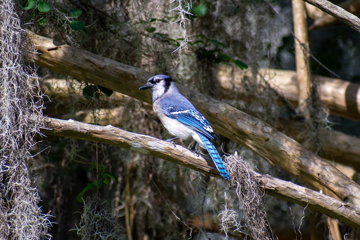 Blue Jay - ML620268882