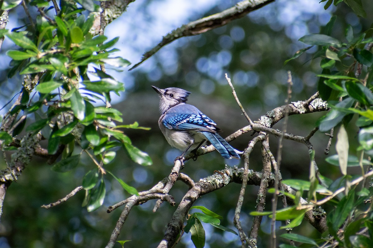 Blue Jay - ML620268885