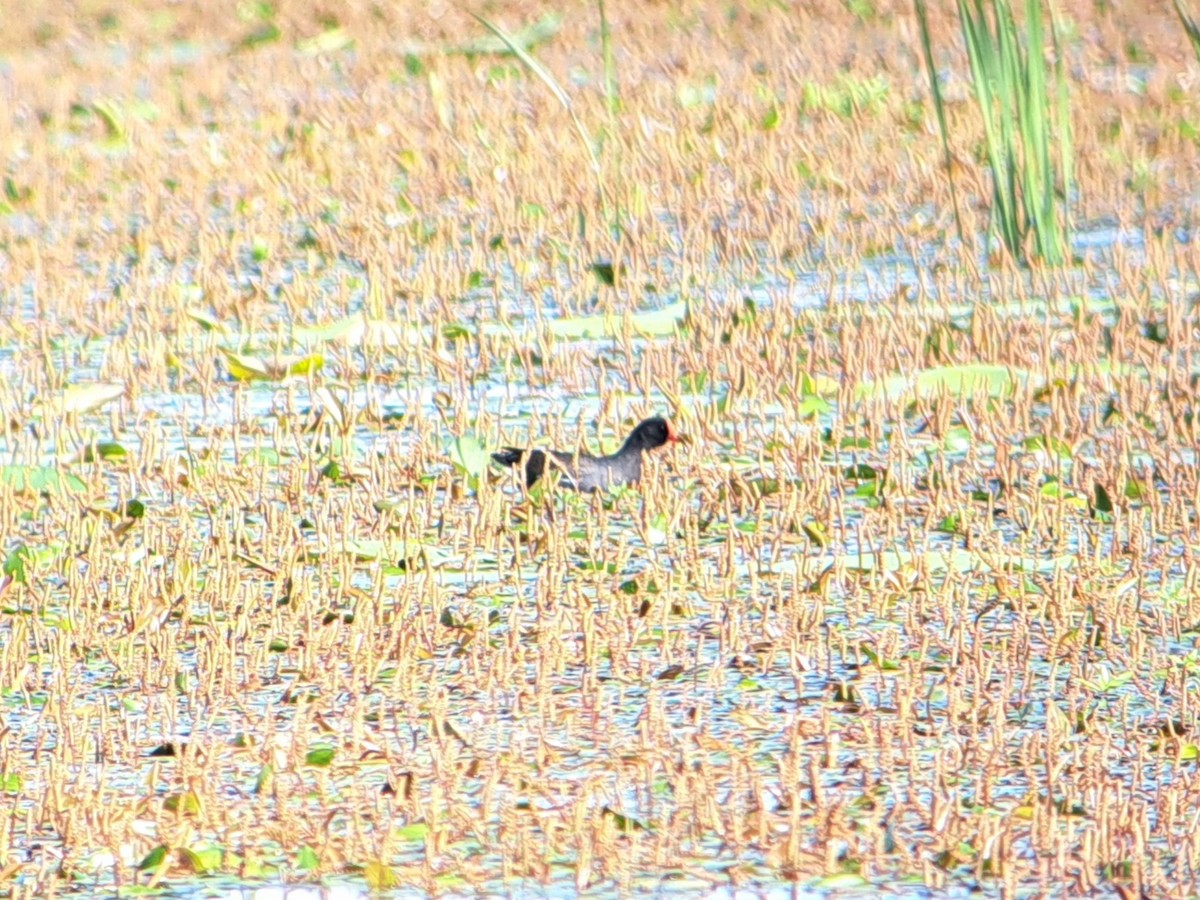 Common Gallinule - ML620268886