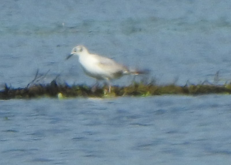 Mouette de Bonaparte - ML620268887