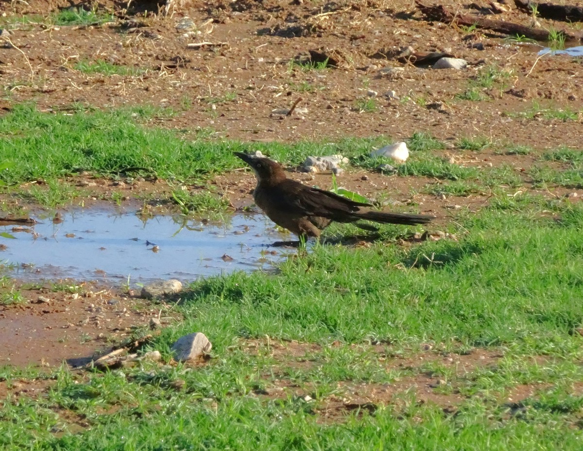 Great-tailed Grackle - ML620268901