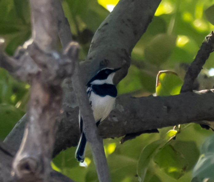 Chinspot Batis - ML620268903