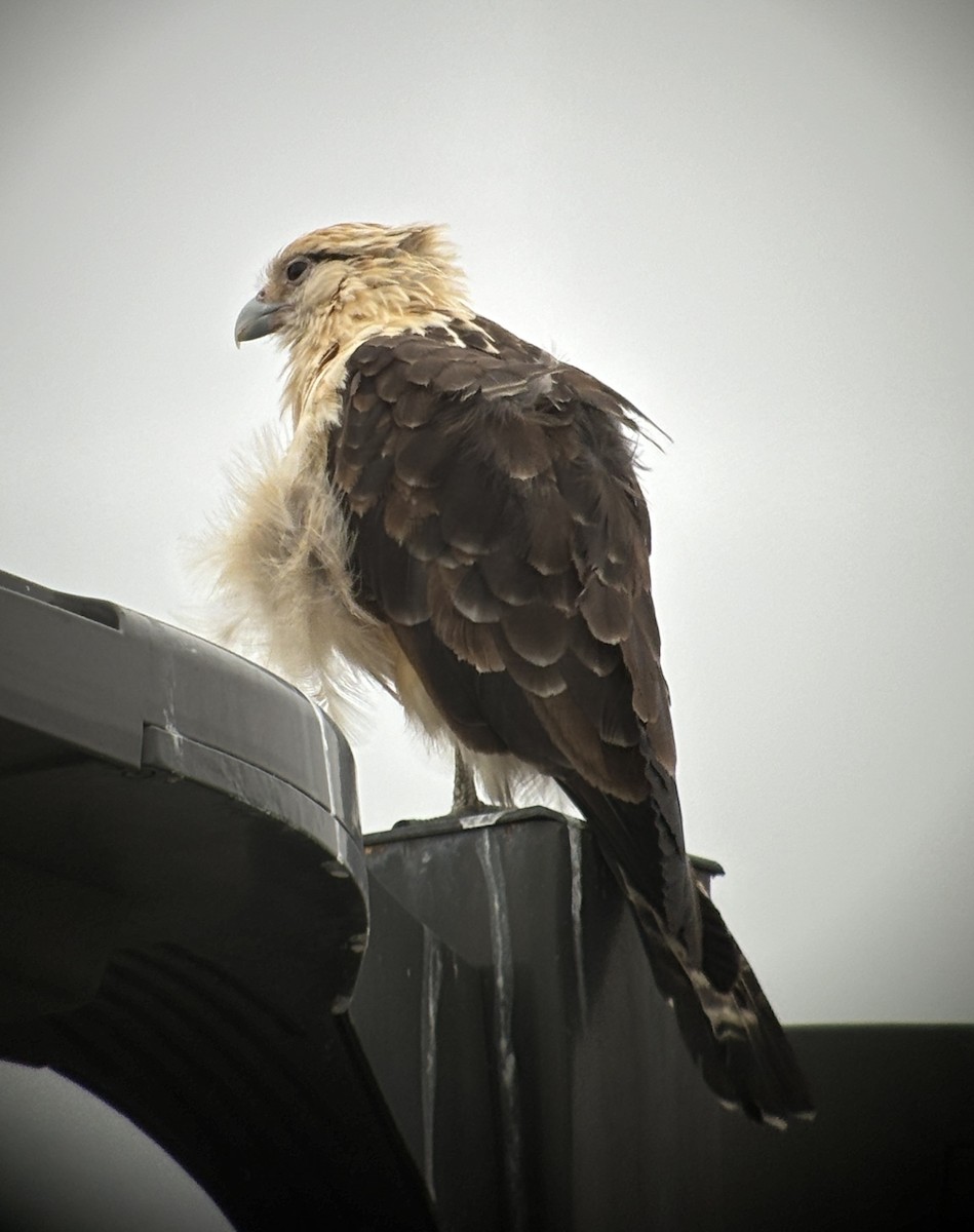 Yellow-headed Caracara - ML620268912