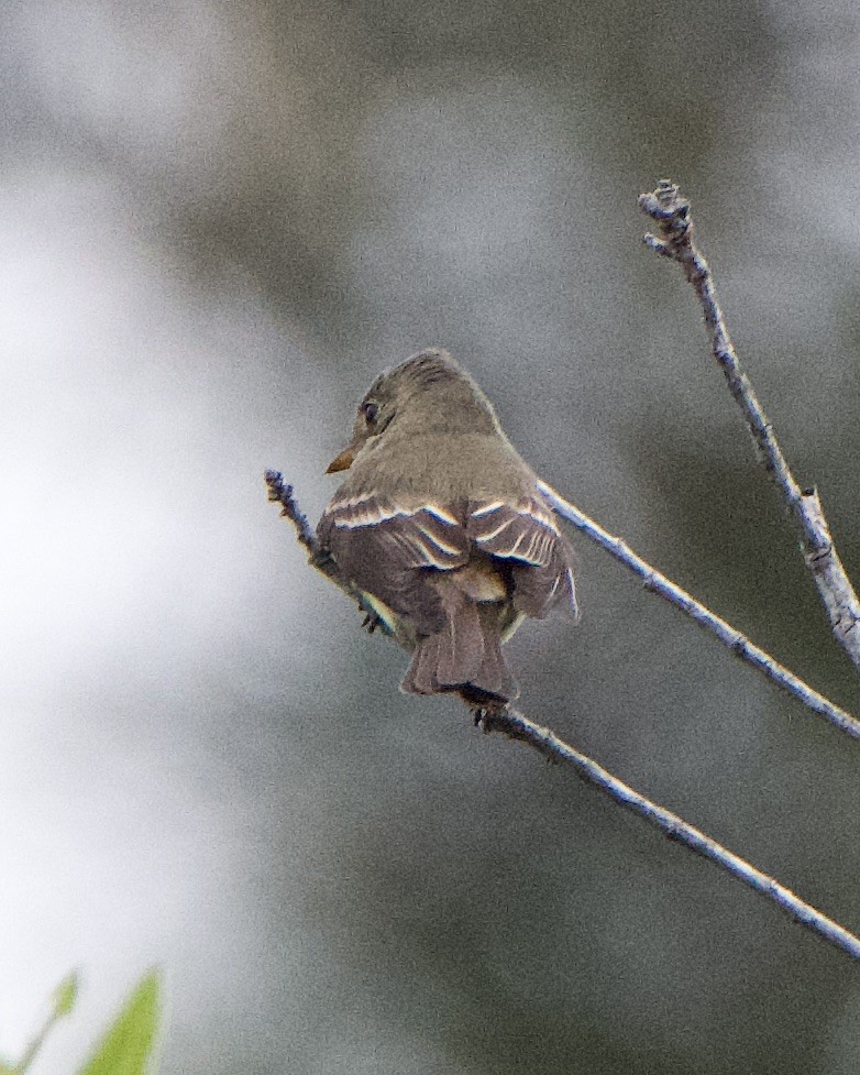 Eastern Wood-Pewee - ML620268915