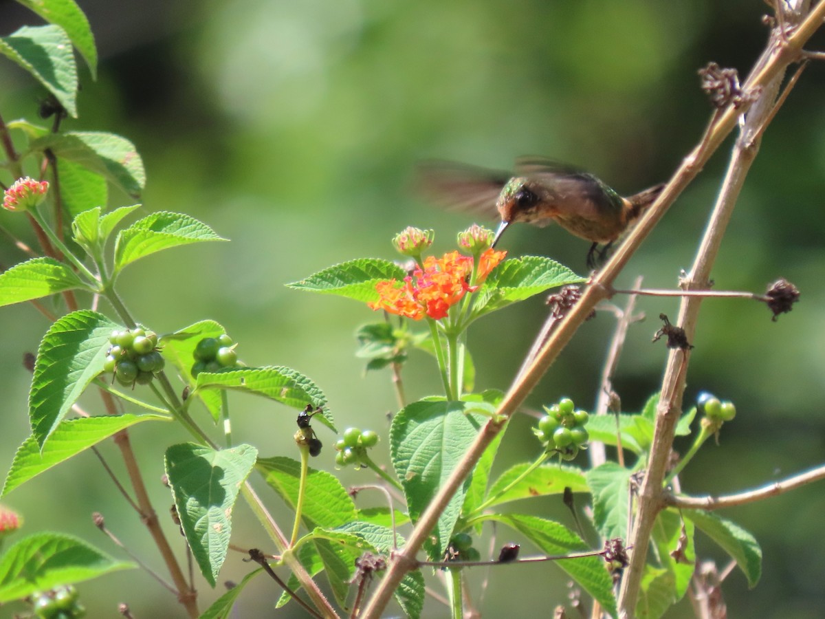 Tufted Coquette - ML620268918