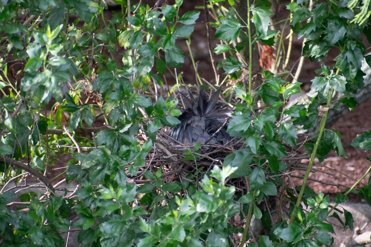 Green Heron - ML620268921