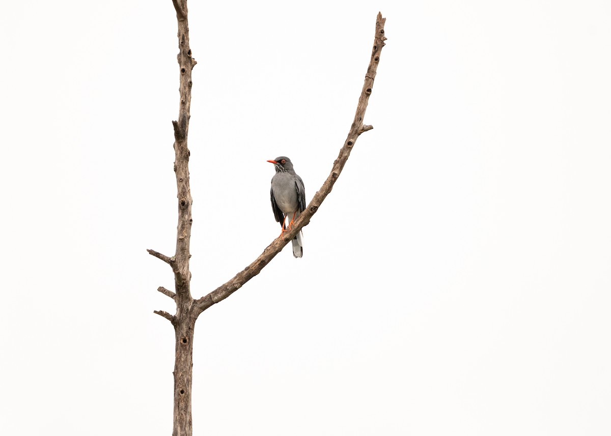 Red-legged Thrush - ML620268922