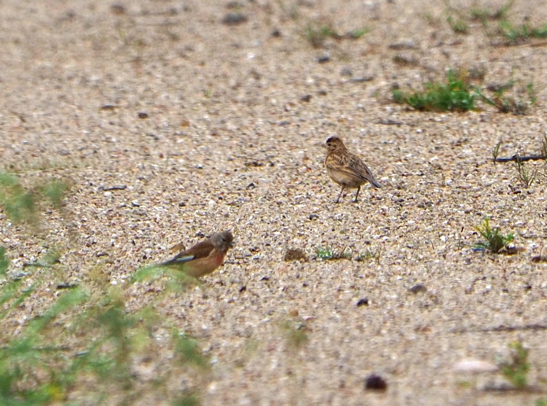 Eurasian Linnet - ML620268924