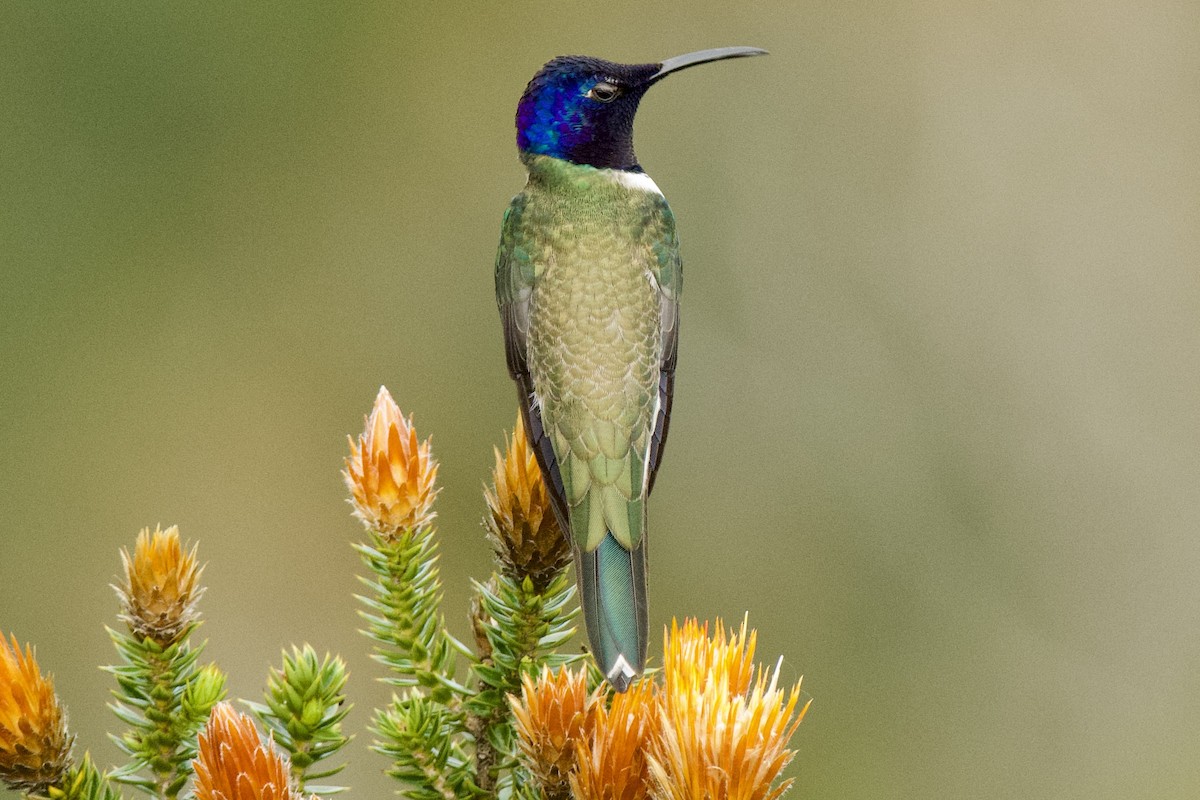 Colibri du Chimborazo - ML620268925