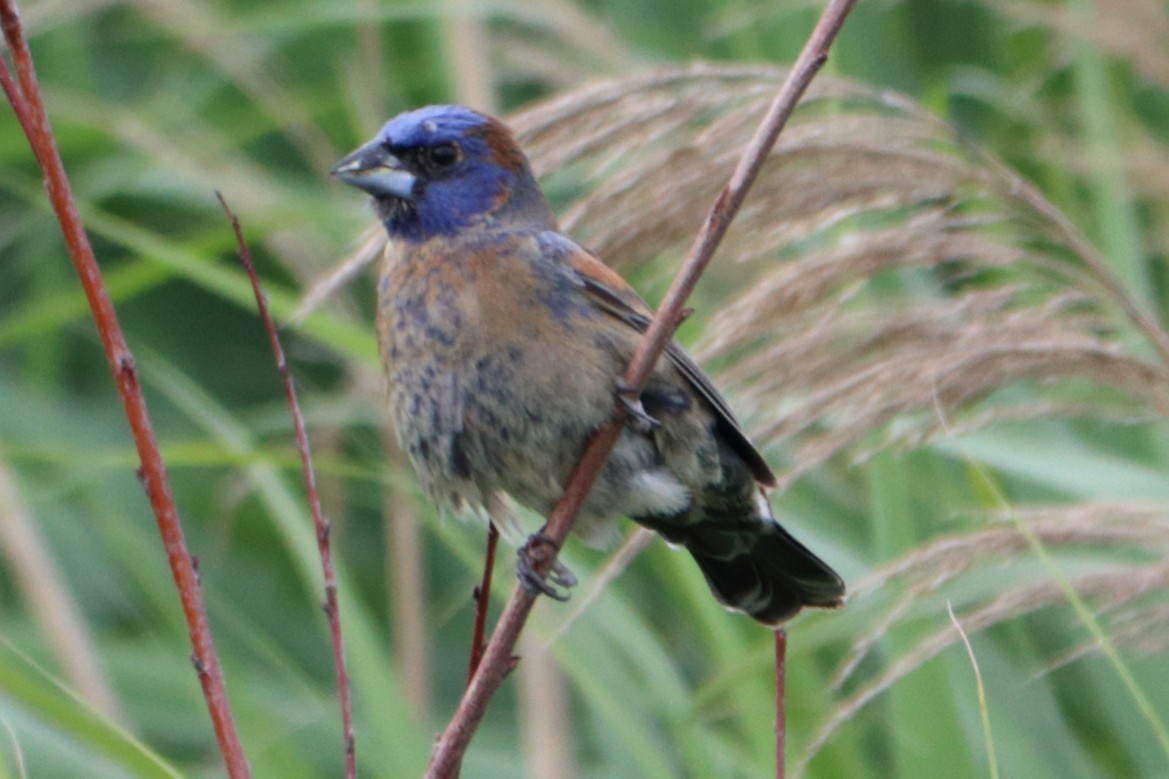 Blue Grosbeak - ML620268929