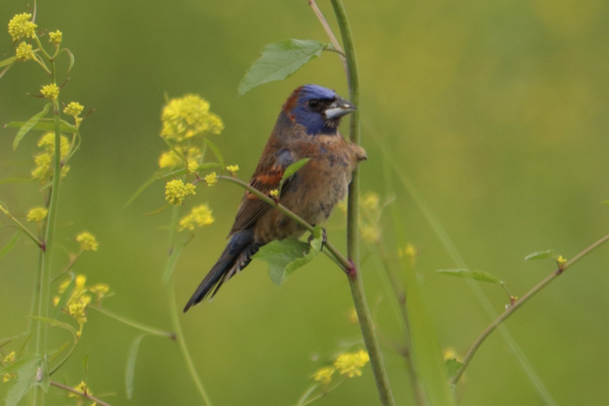 Blue Grosbeak - ML620268930