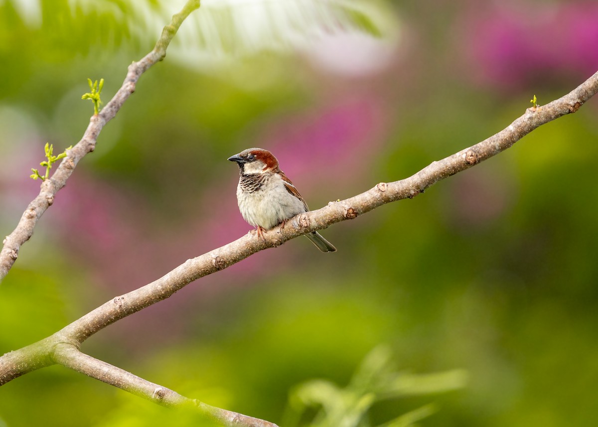 Moineau domestique - ML620268935