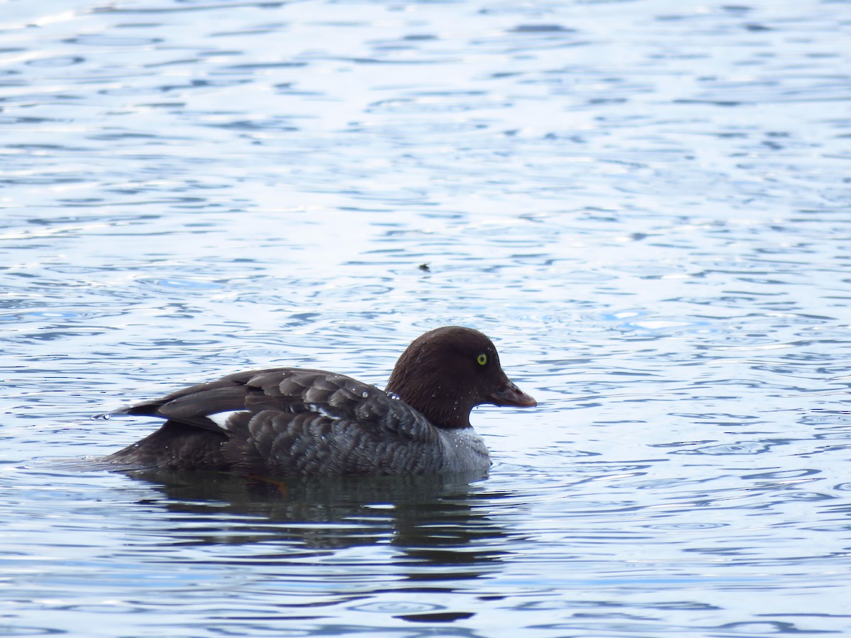 Barrow's Goldeneye - ML620268946