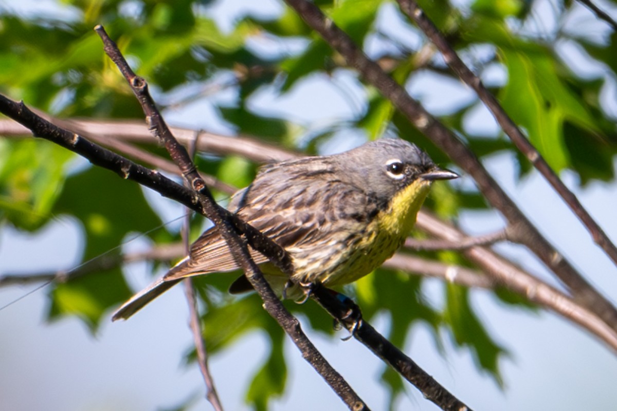 Kirtland's Warbler - ML620268948