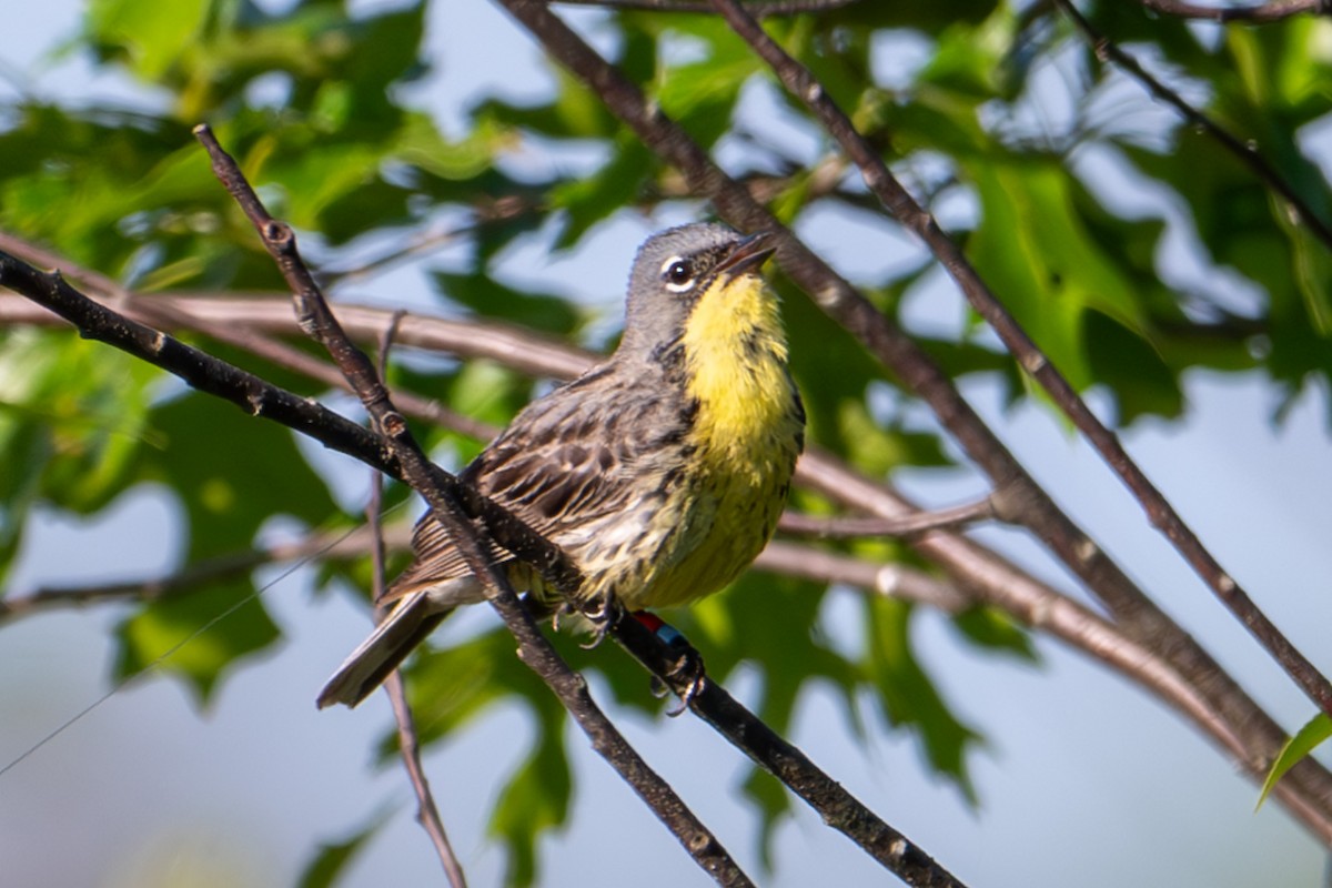 Kirtland's Warbler - ML620268950