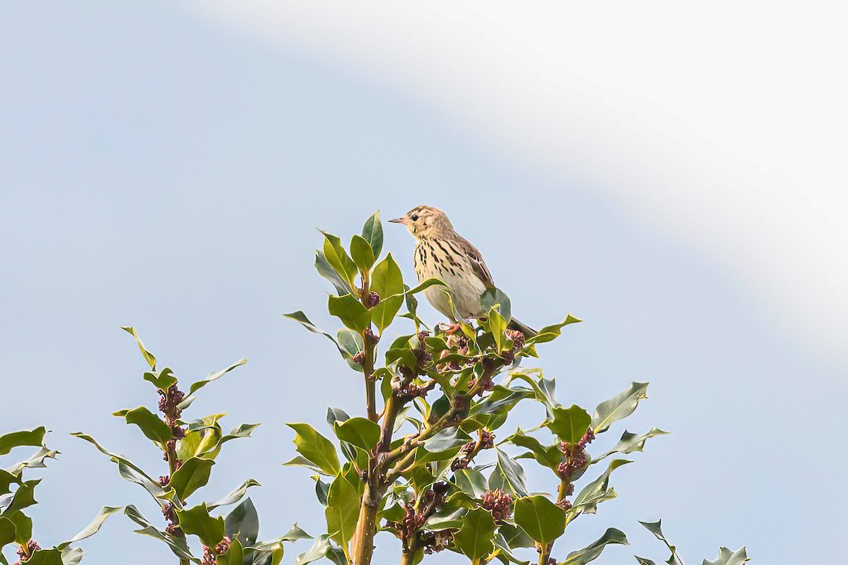 Tree Pipit - ML620268958