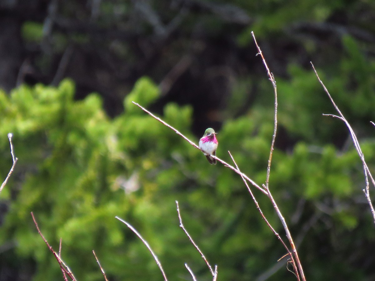 Calliope Hummingbird - ML620268959