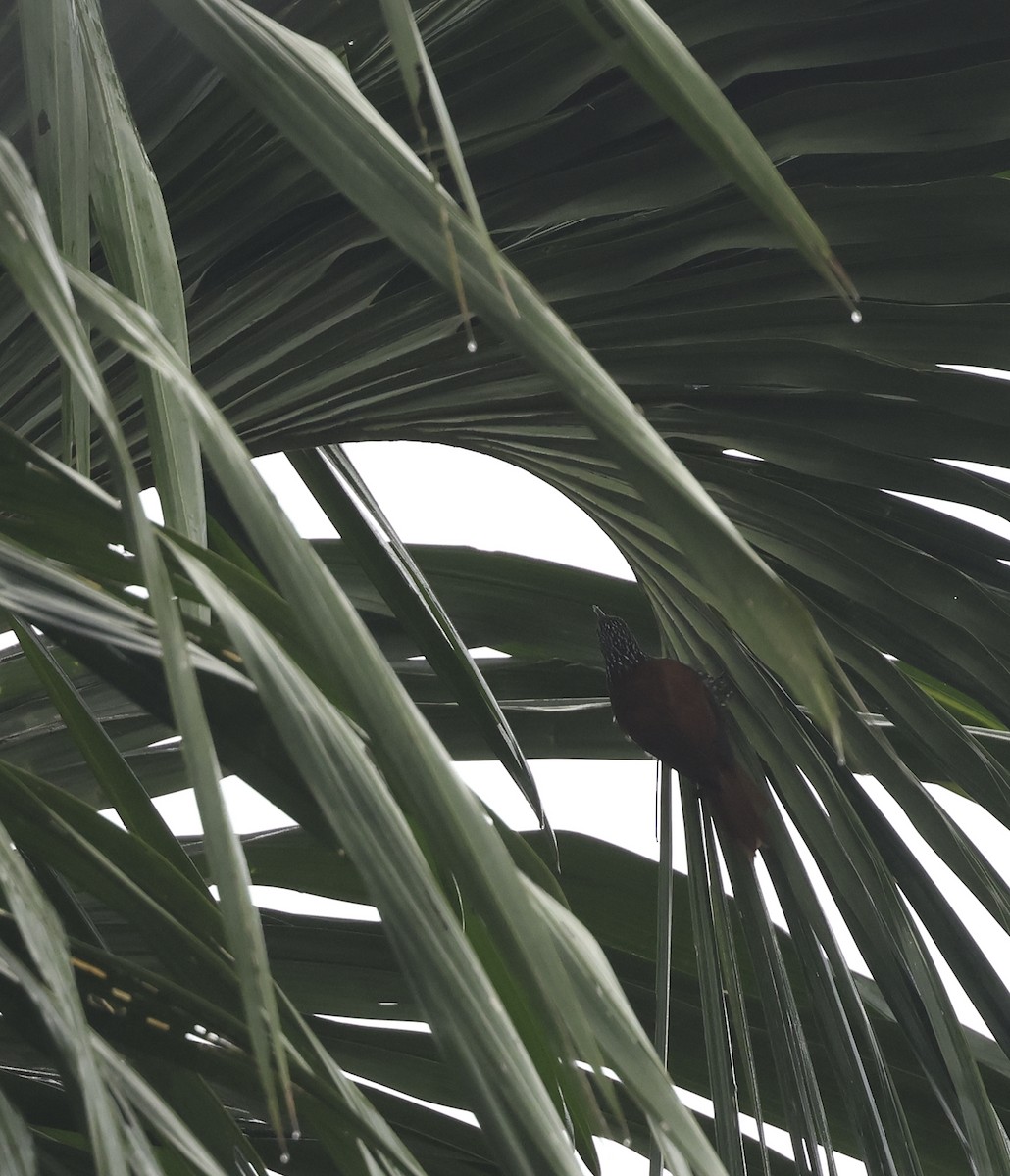 Point-tailed Palmcreeper - ML620268970