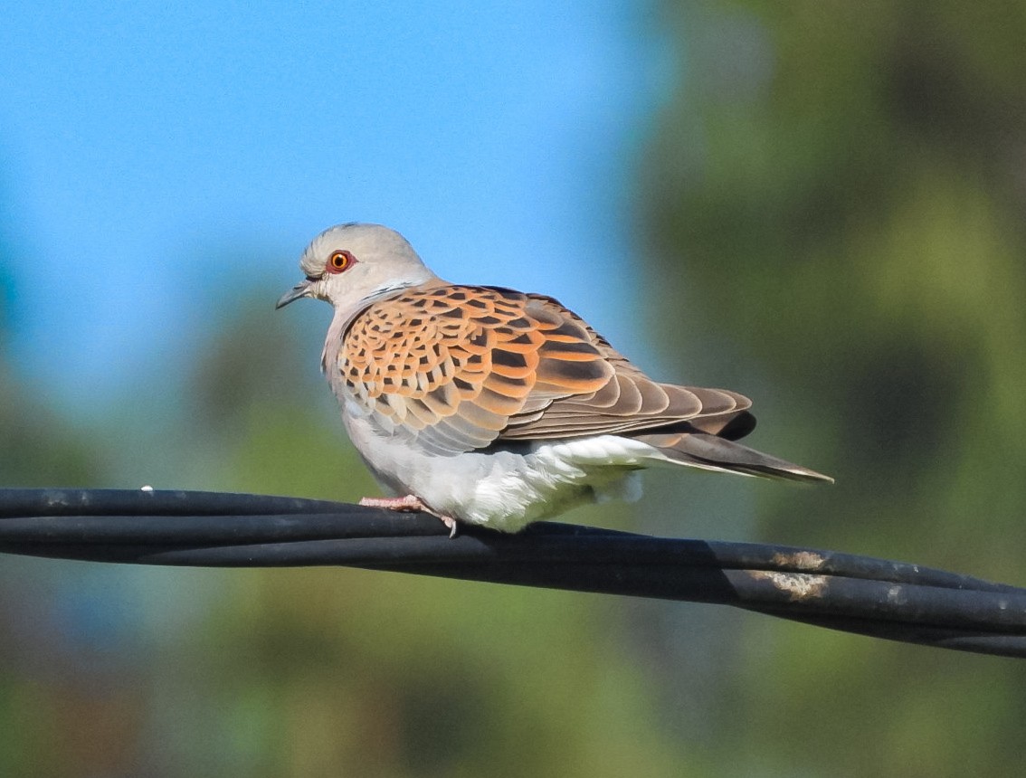 European Turtle-Dove - ML620268984