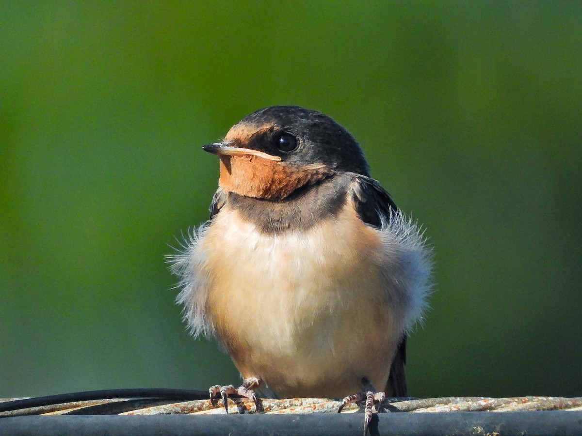 Barn Swallow - ML620268989