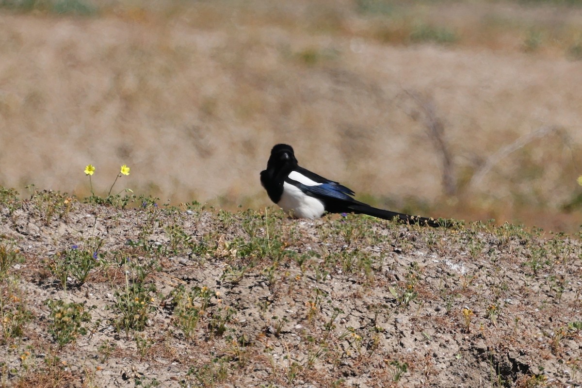 Eurasian Magpie - ML620268992