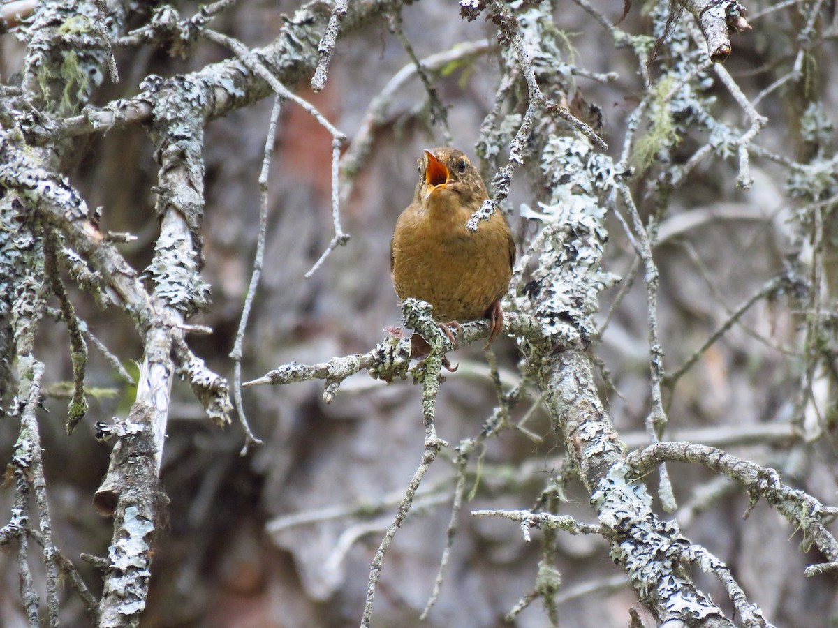 Pacific Wren - ML620268993