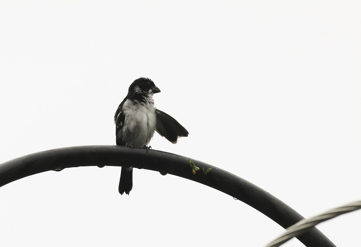 Wing-barred Seedeater (Caqueta) - ML620268998