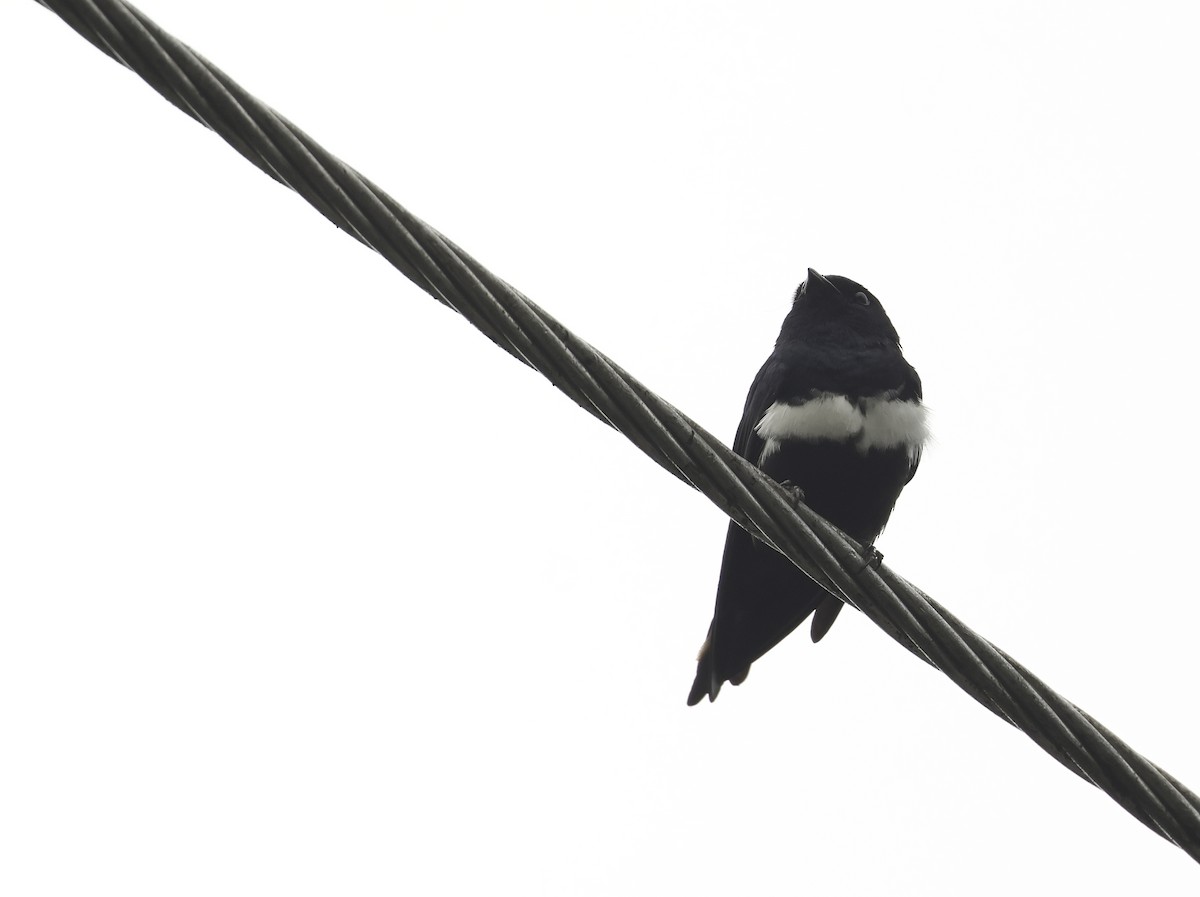 White-banded Swallow - ML620269005