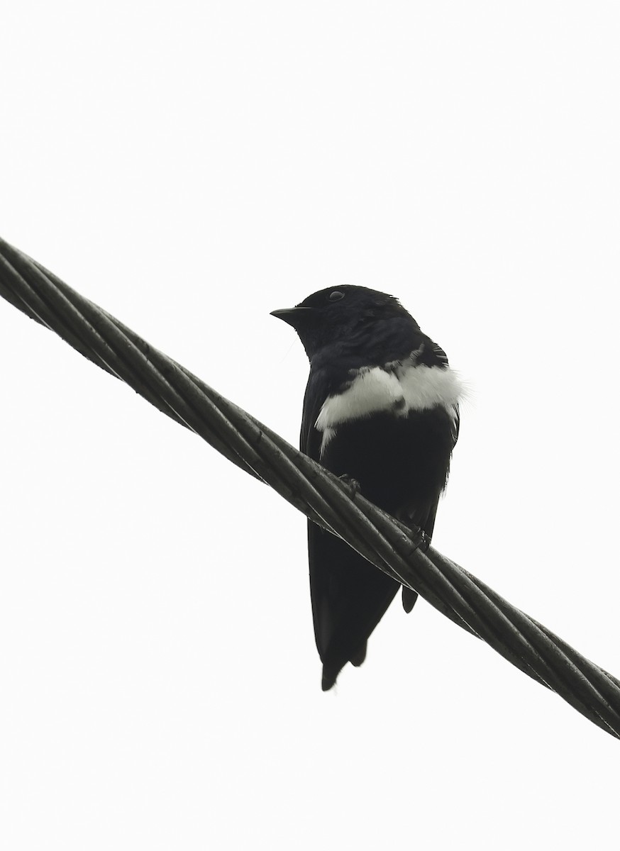 White-banded Swallow - ML620269006